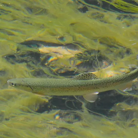 Appartamento 5ka Family Near Ljubljana A2 Access Waterbed Cafe Free Parking *